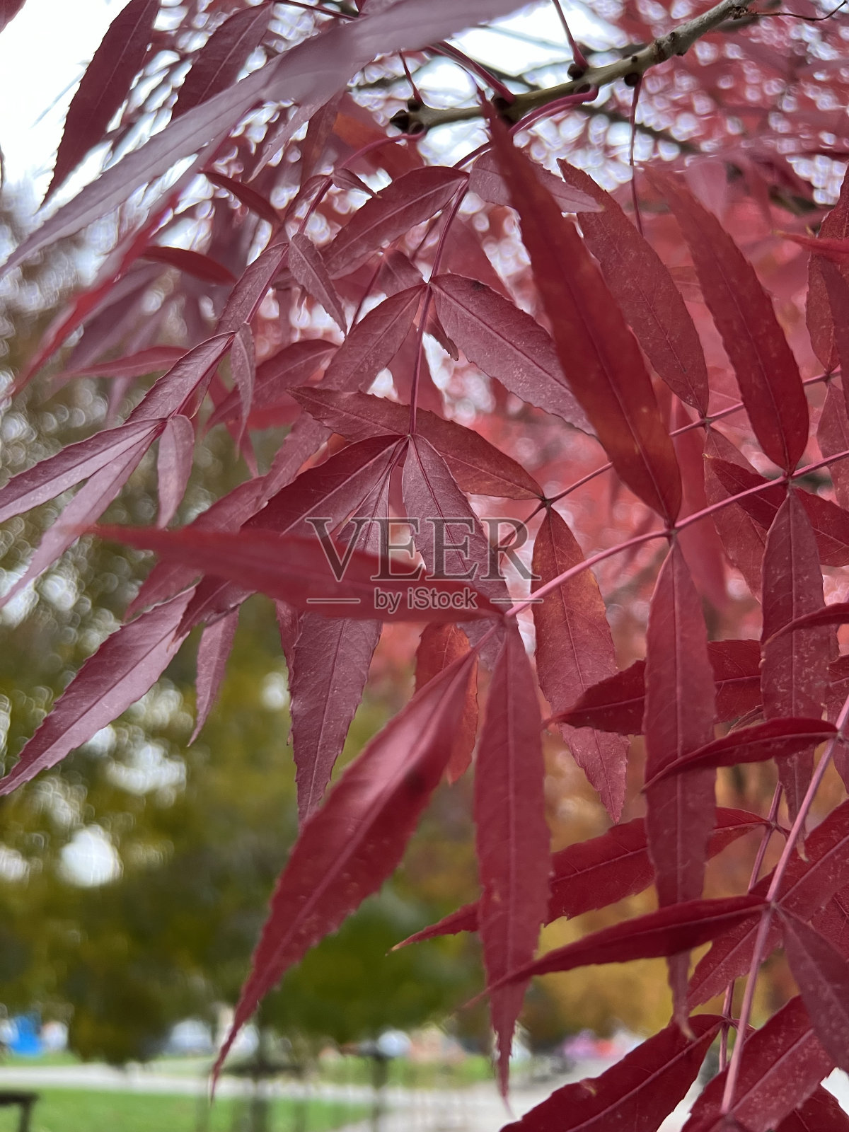 秋天的颜色照片摄影图片