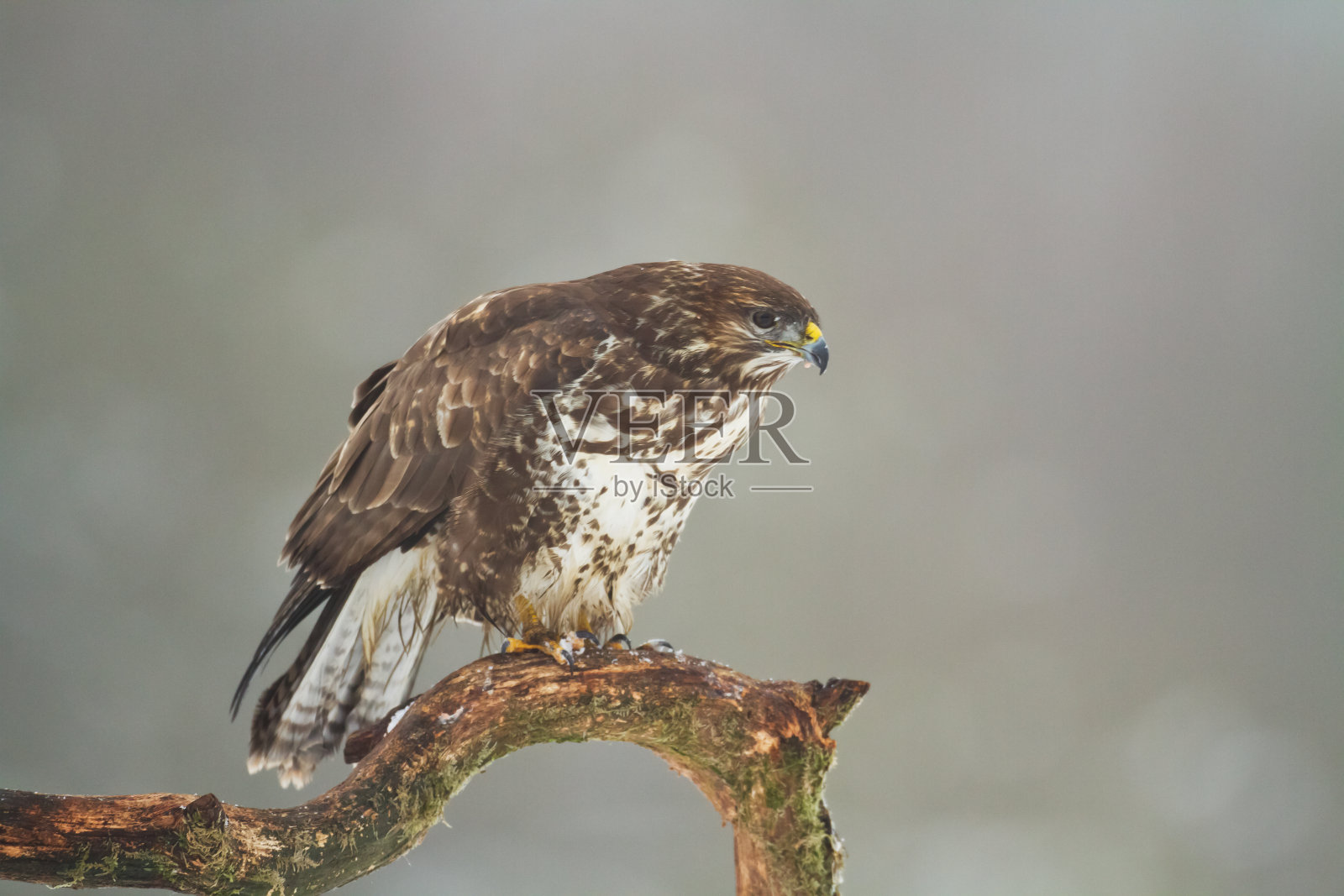 猛禽——常见的秃鹰布谷鸟降落在草地上，狩猎时，野生动物波兰欧洲照片摄影图片