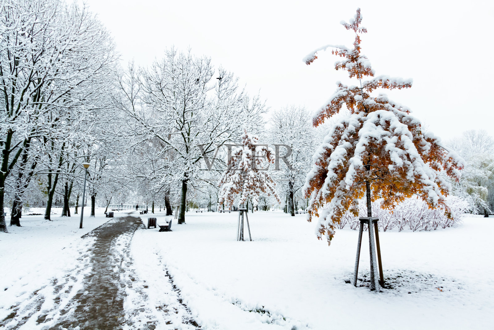 景观冬攻在城市公园，新鲜的雪在树上，五颜六色的叶子，美丽的冬季景色照片摄影图片