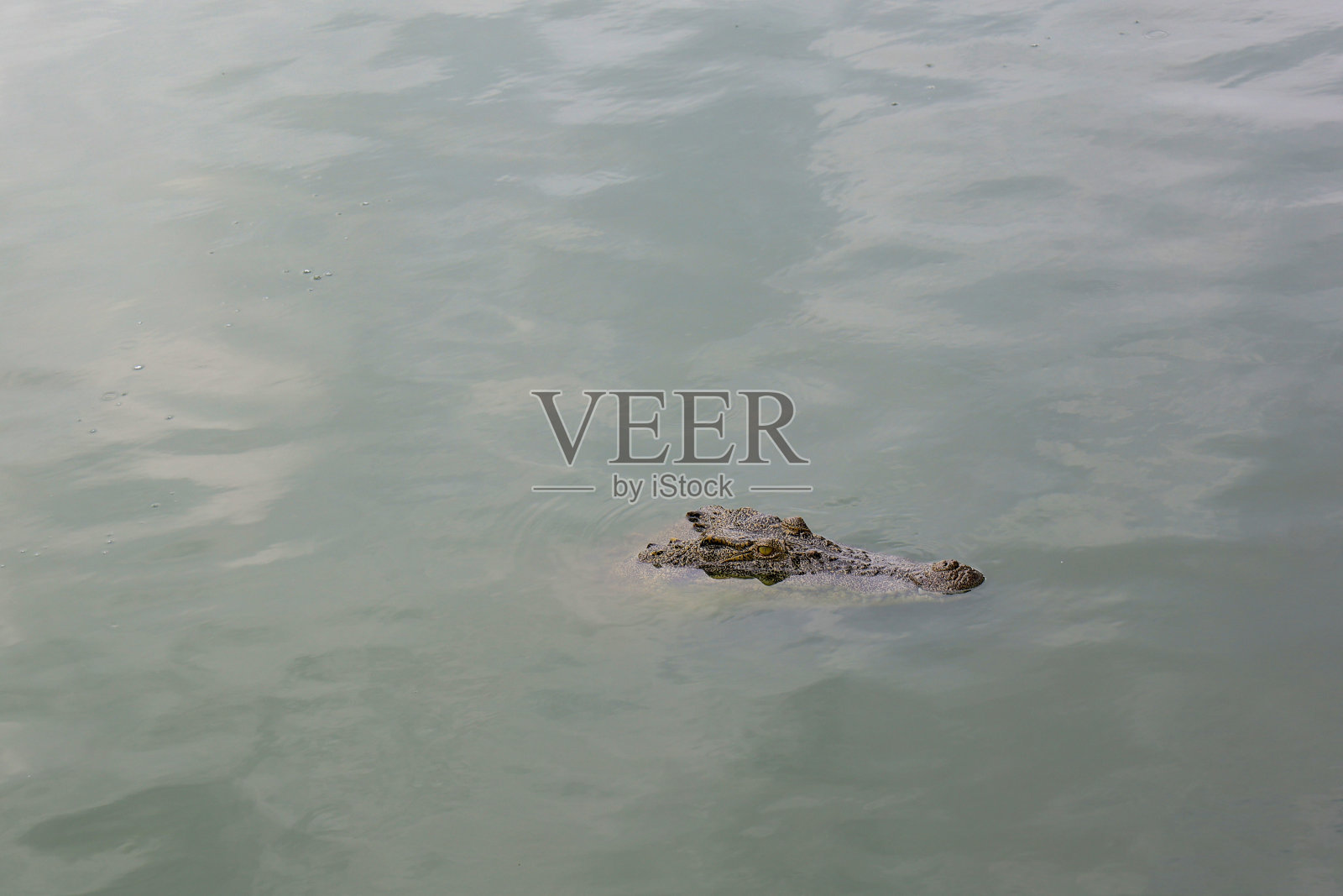 近看头鳄鱼在河里露出头照片摄影图片