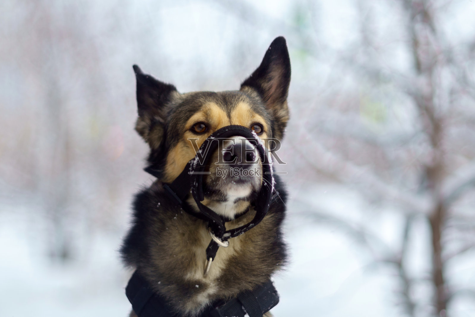 冬天带着枪口的哈士奇狗，特写。冬天的季节。有选择性的重点照片摄影图片