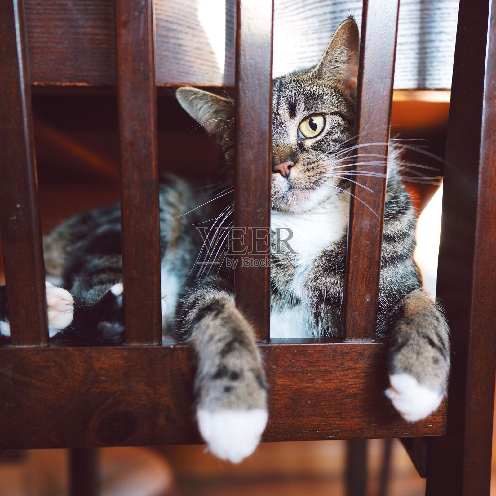 一只黄眼睛的虎斑猫的美丽景色。照片摄影图片