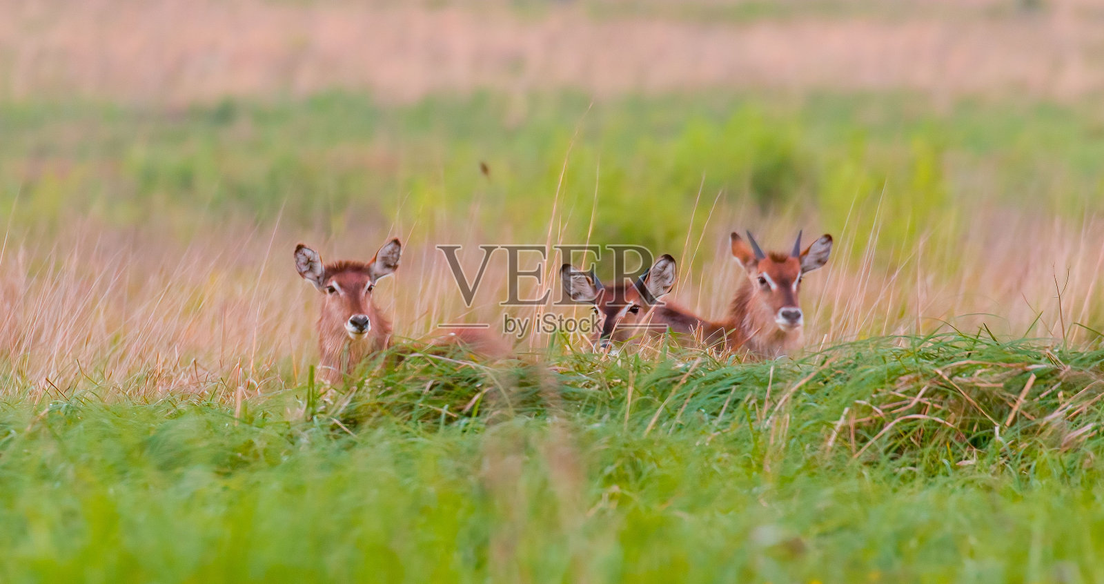 南非Rietvlei自然保护区的水羚。照片摄影图片
