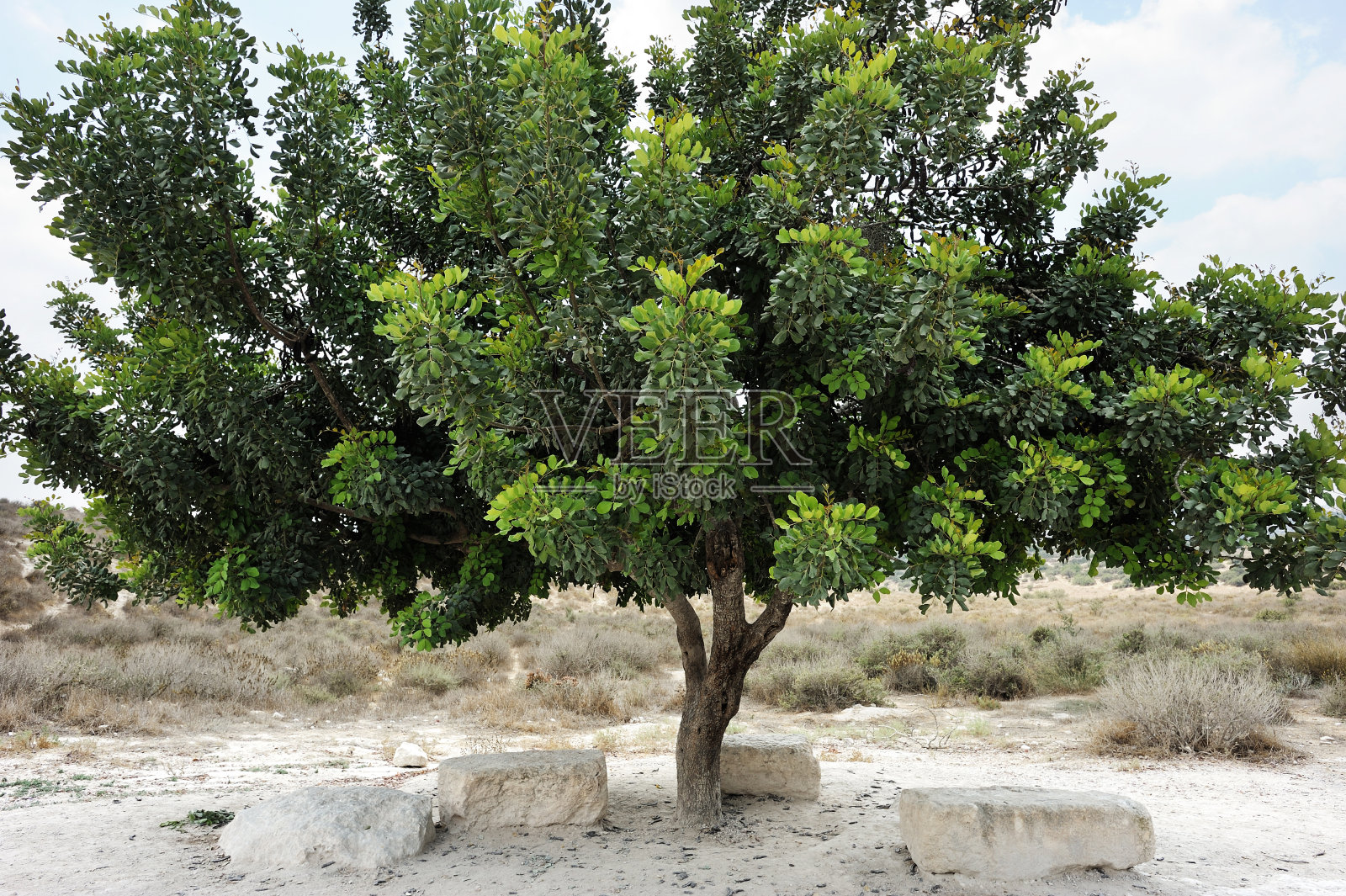 角豆树照片摄影图片
