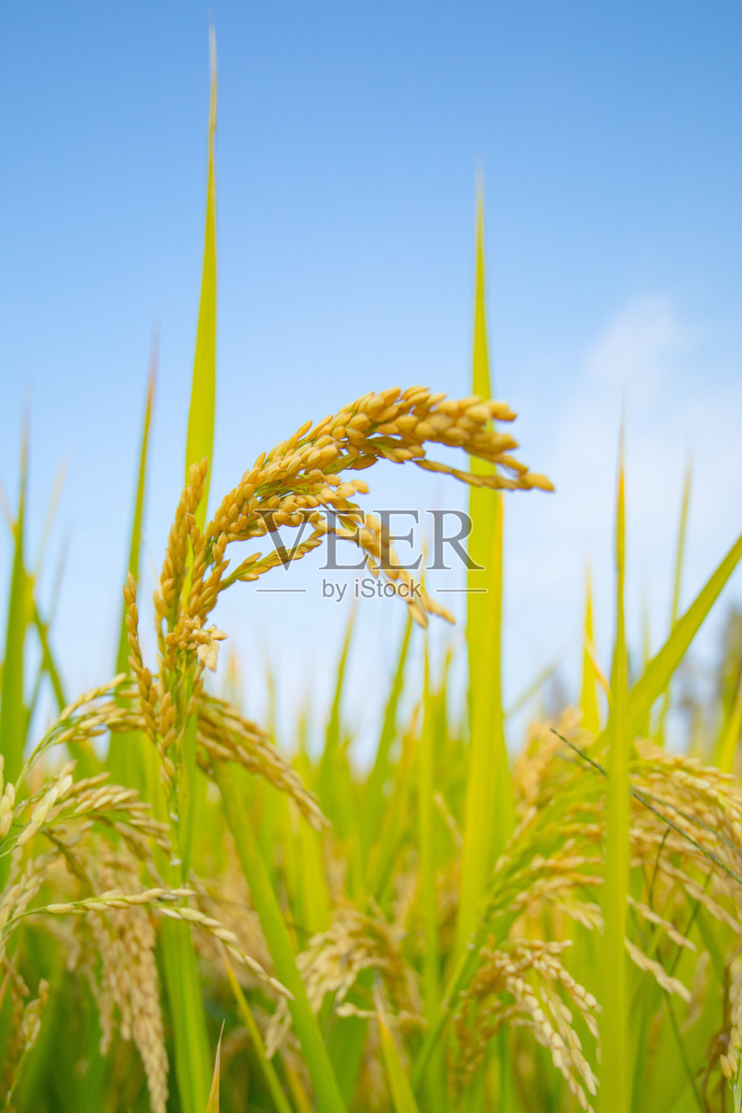 蓝天下金黄色的米粒垂直拍摄。照片摄影图片