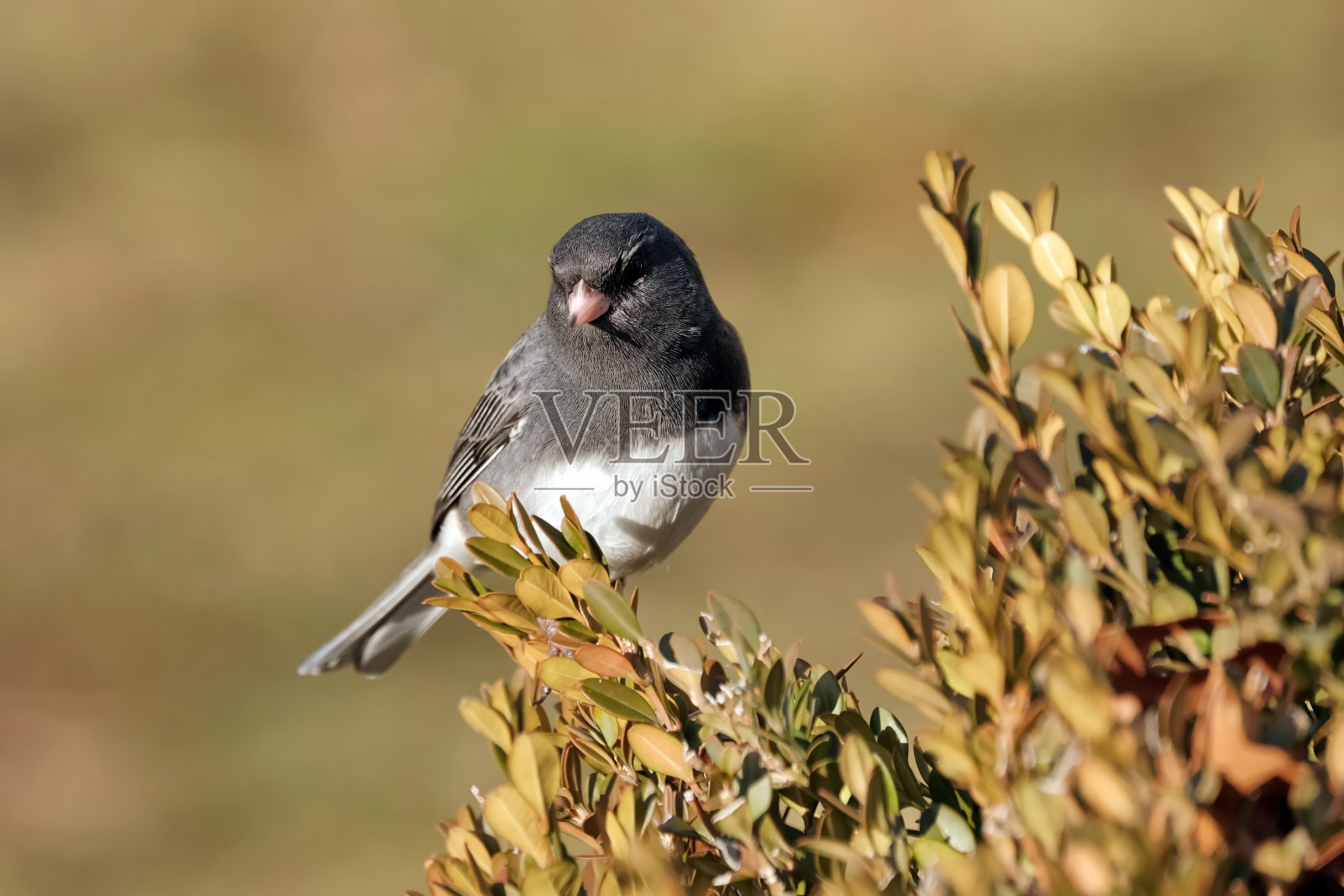 芦苇照片摄影图片