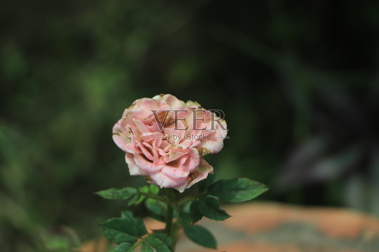 夏天花园里的黄玫瑰。浅景深的黄玫瑰。照片摄影图片