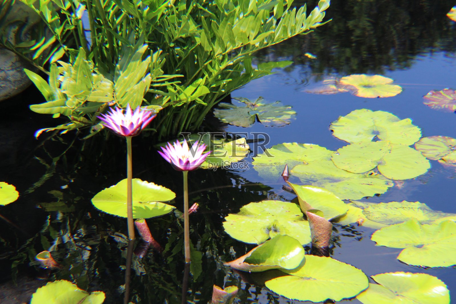 睡莲上的花照片摄影图片