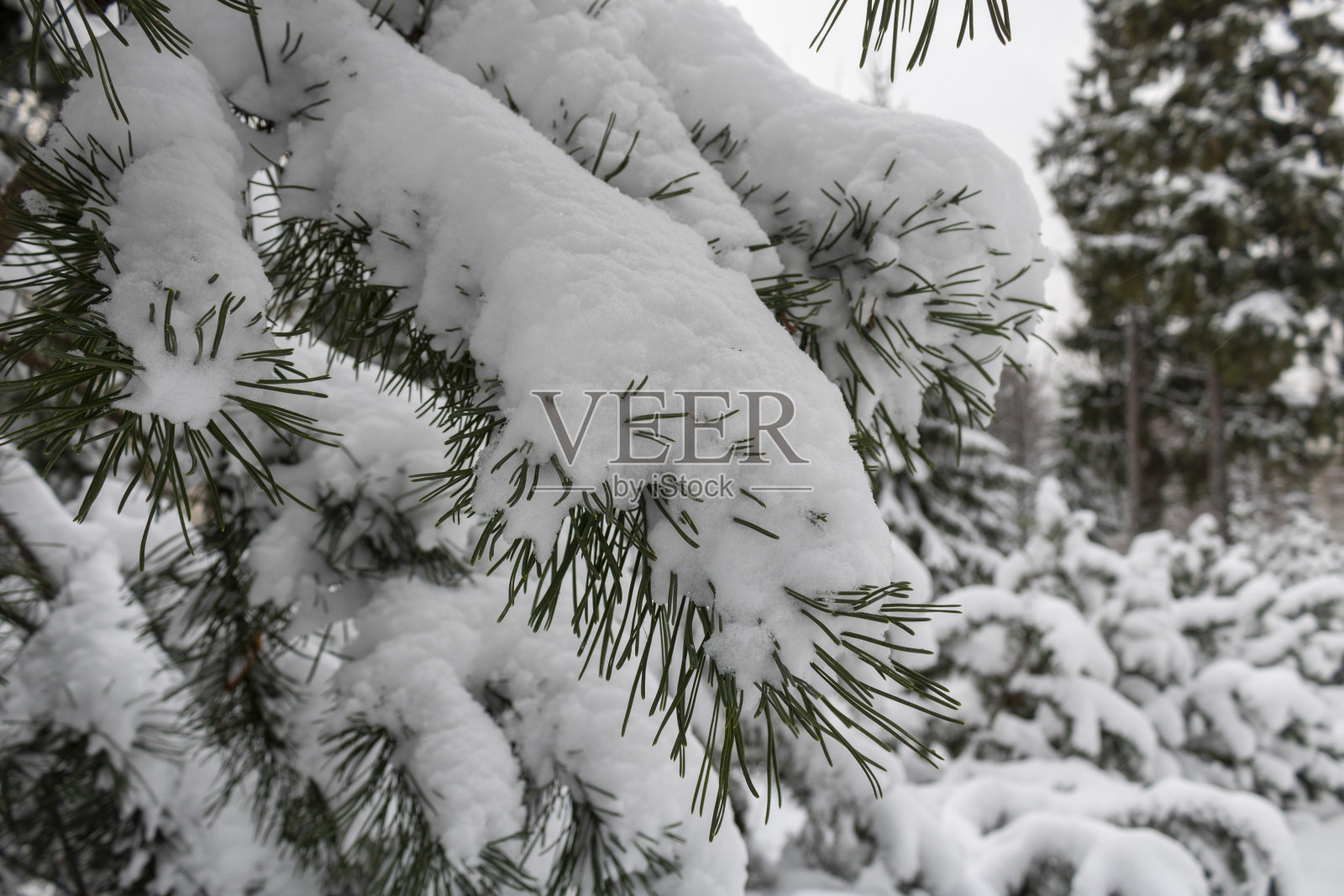 白雪覆盖的松树。照片摄影图片