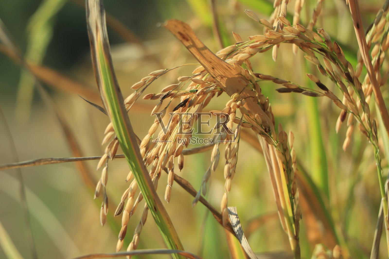 稻田里，密密麻麻的稻子成熟了，叶子绿了照片摄影图片