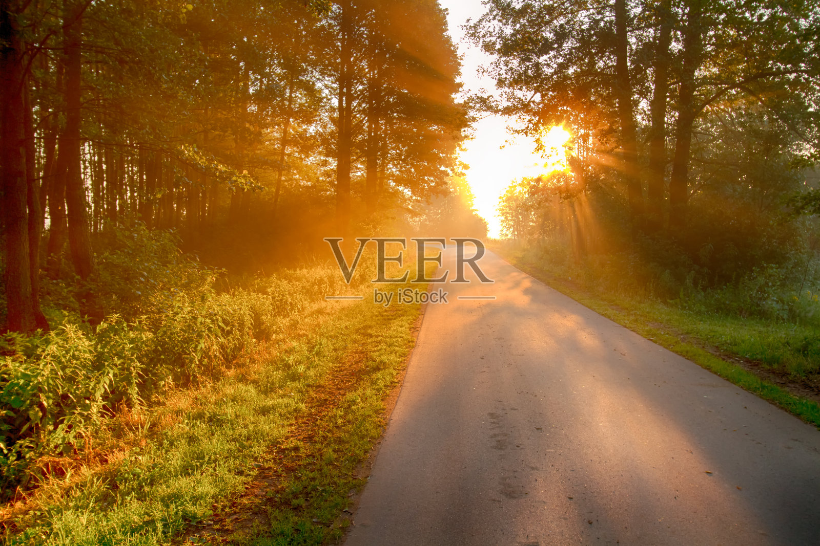 风景日落在纳鲁河谷，波兰欧洲，雾蒙蒙的草地与道路和树木，春天的时候照片摄影图片