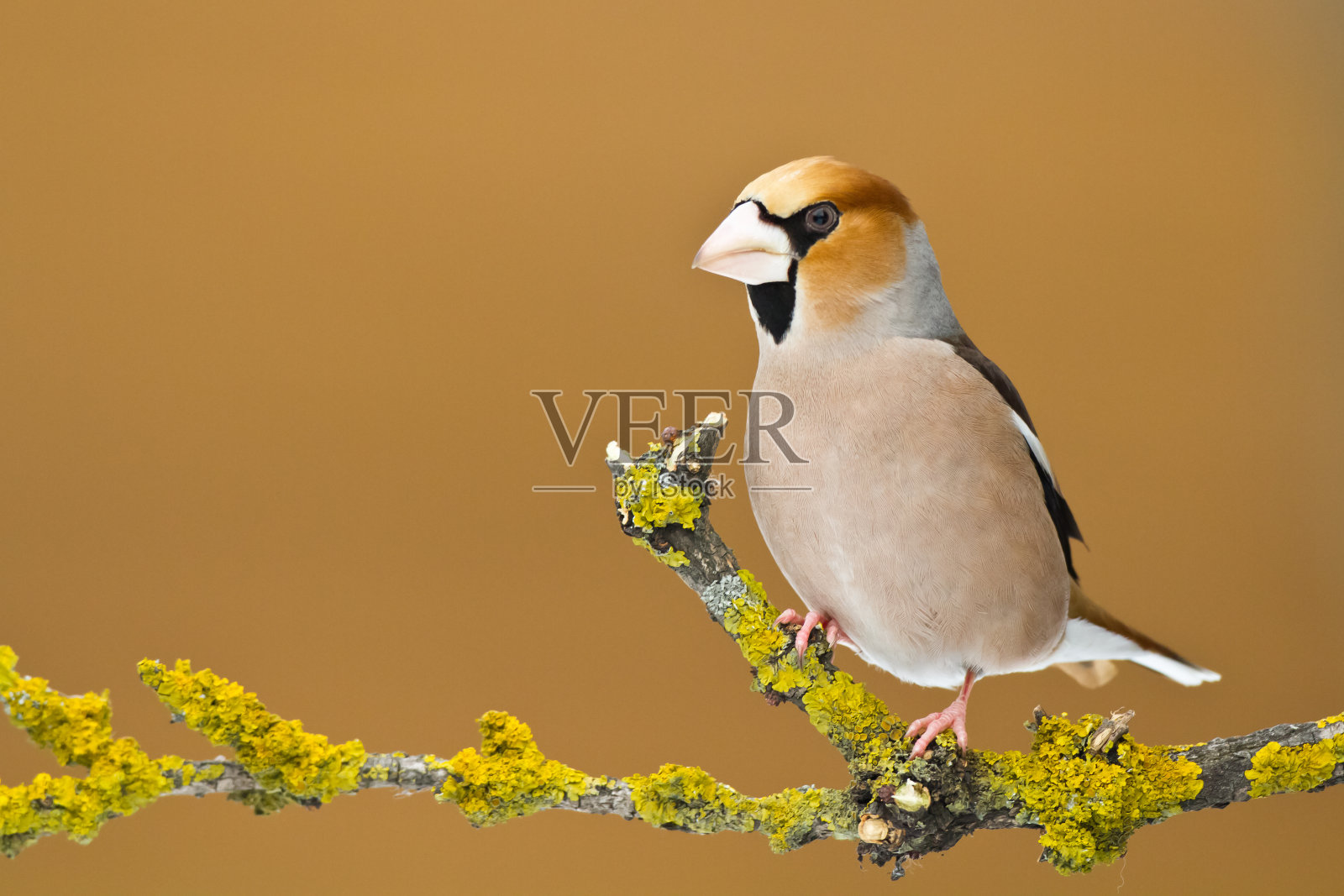 鸟-山雀坐在树枝上的山雀，野生动物波兰欧洲照片摄影图片