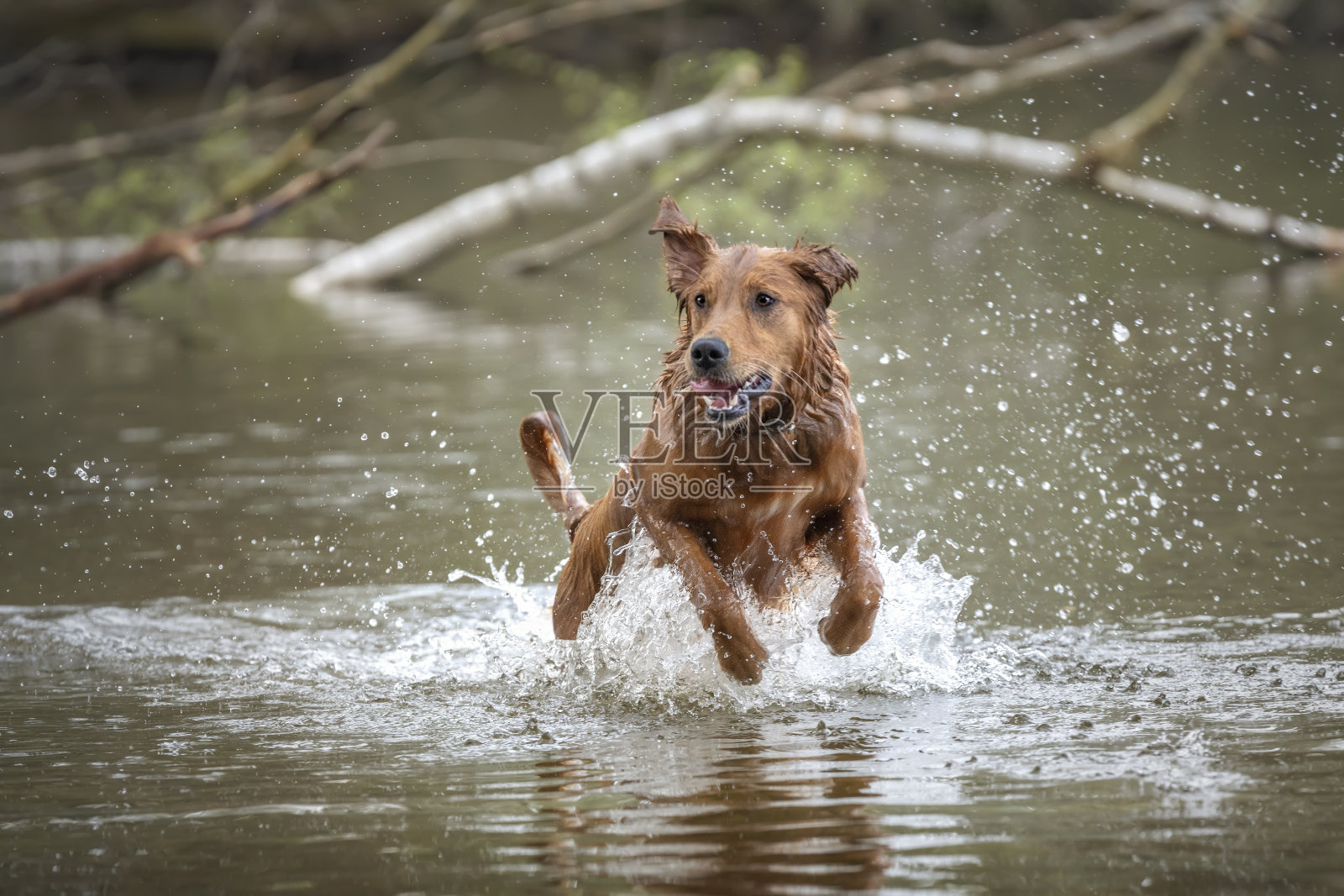 金毛猎犬在滴水跳跃的湖中玩耍照片摄影图片