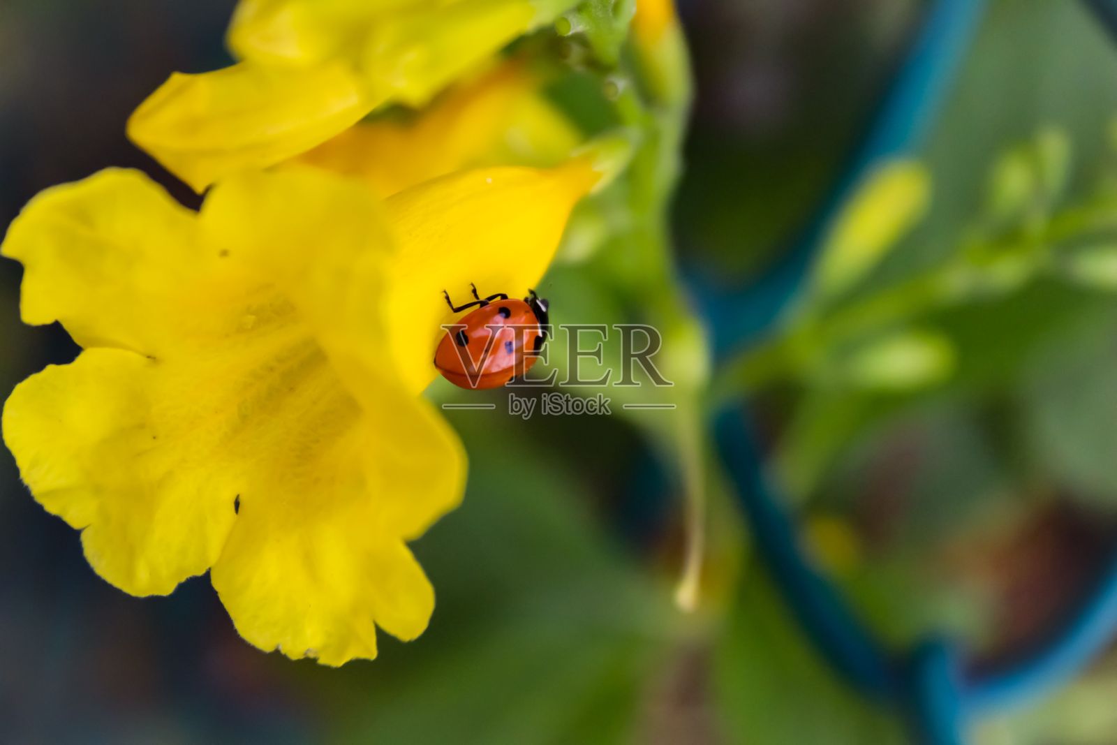 小瓢虫在黄花上的特写镜头照片摄影图片