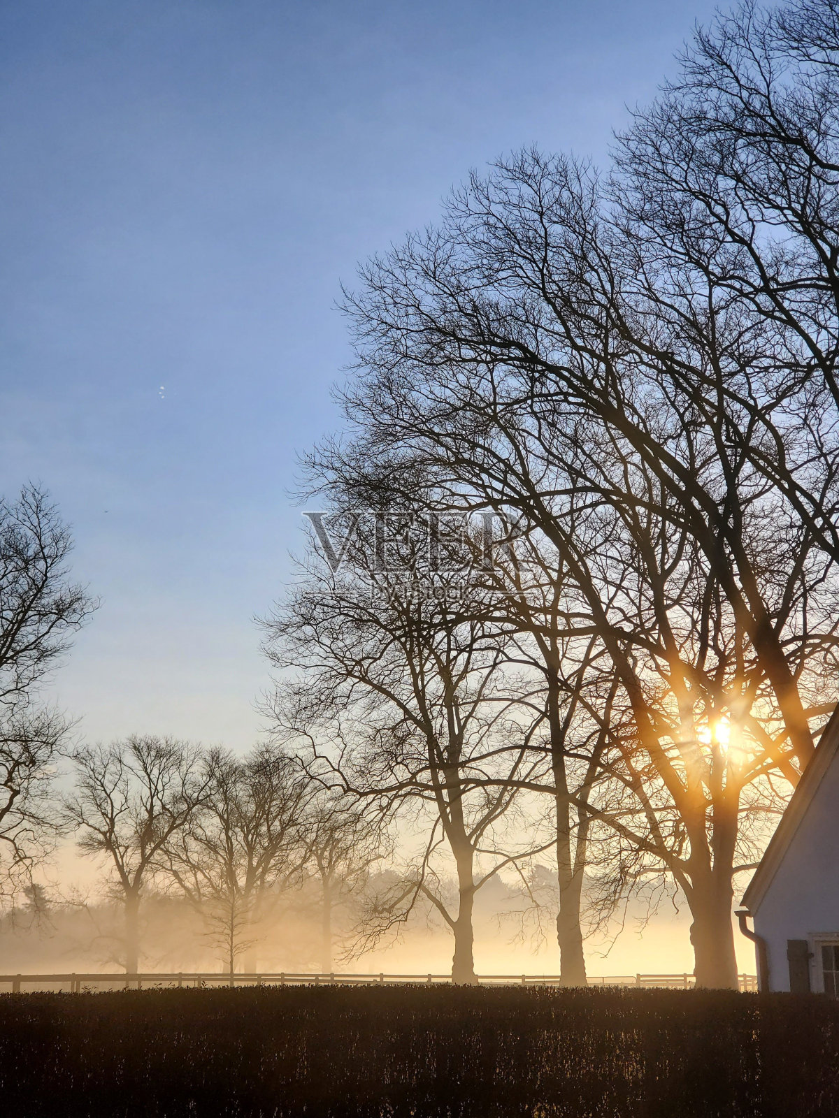 日落时落叶树枝的剪影照片摄影图片