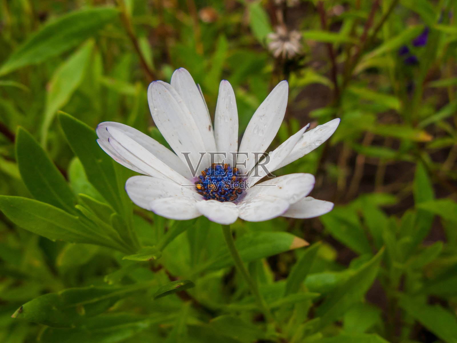 特写的灌木雏菊花在一个绿色的领域照片摄影图片