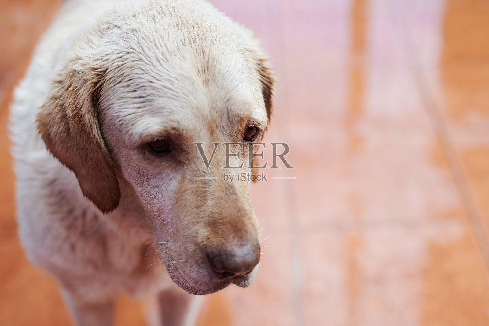 悲伤的拉布拉多犬肖像照片摄影图片