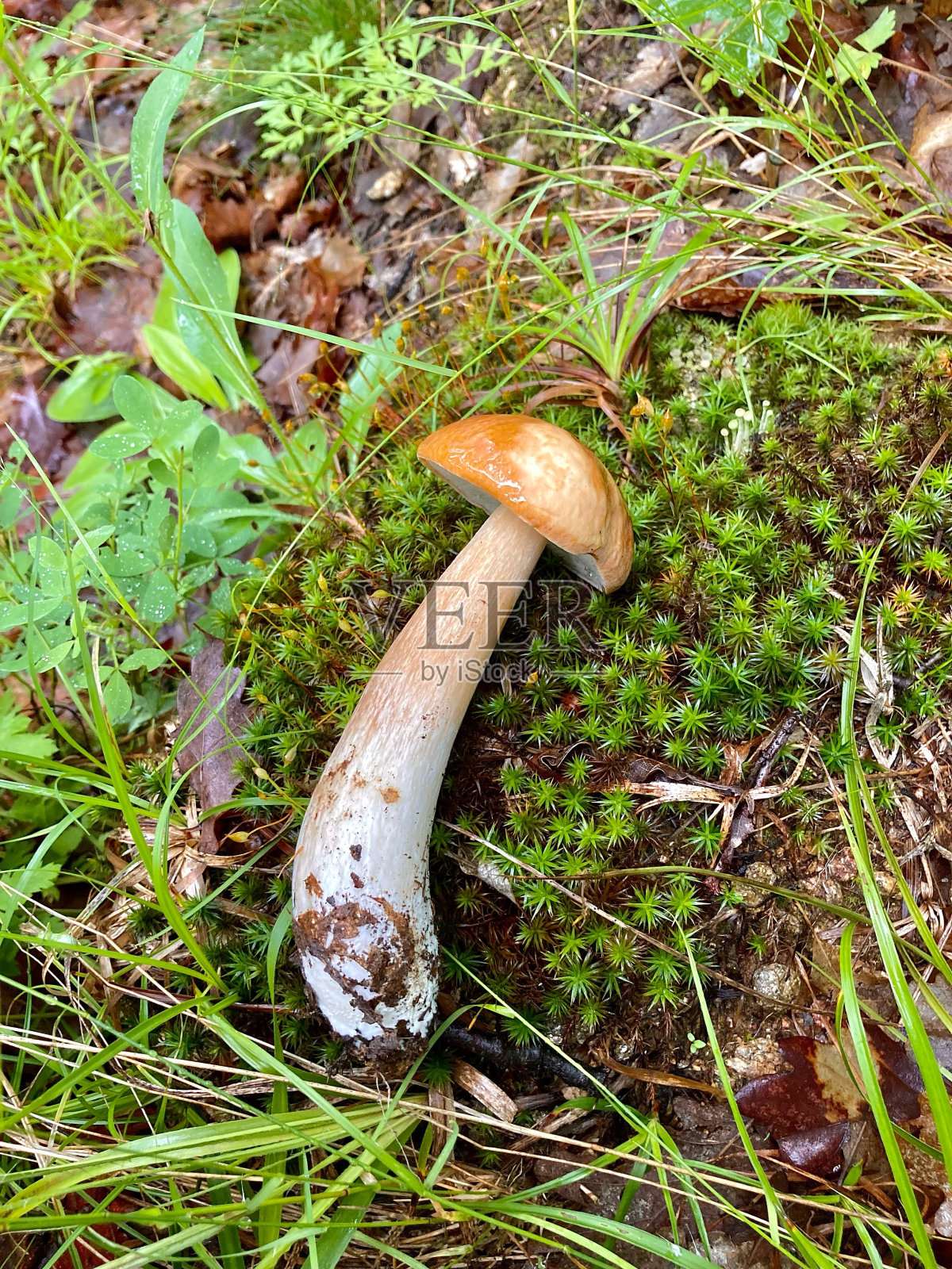 森林里的博勒图斯牛照片摄影图片