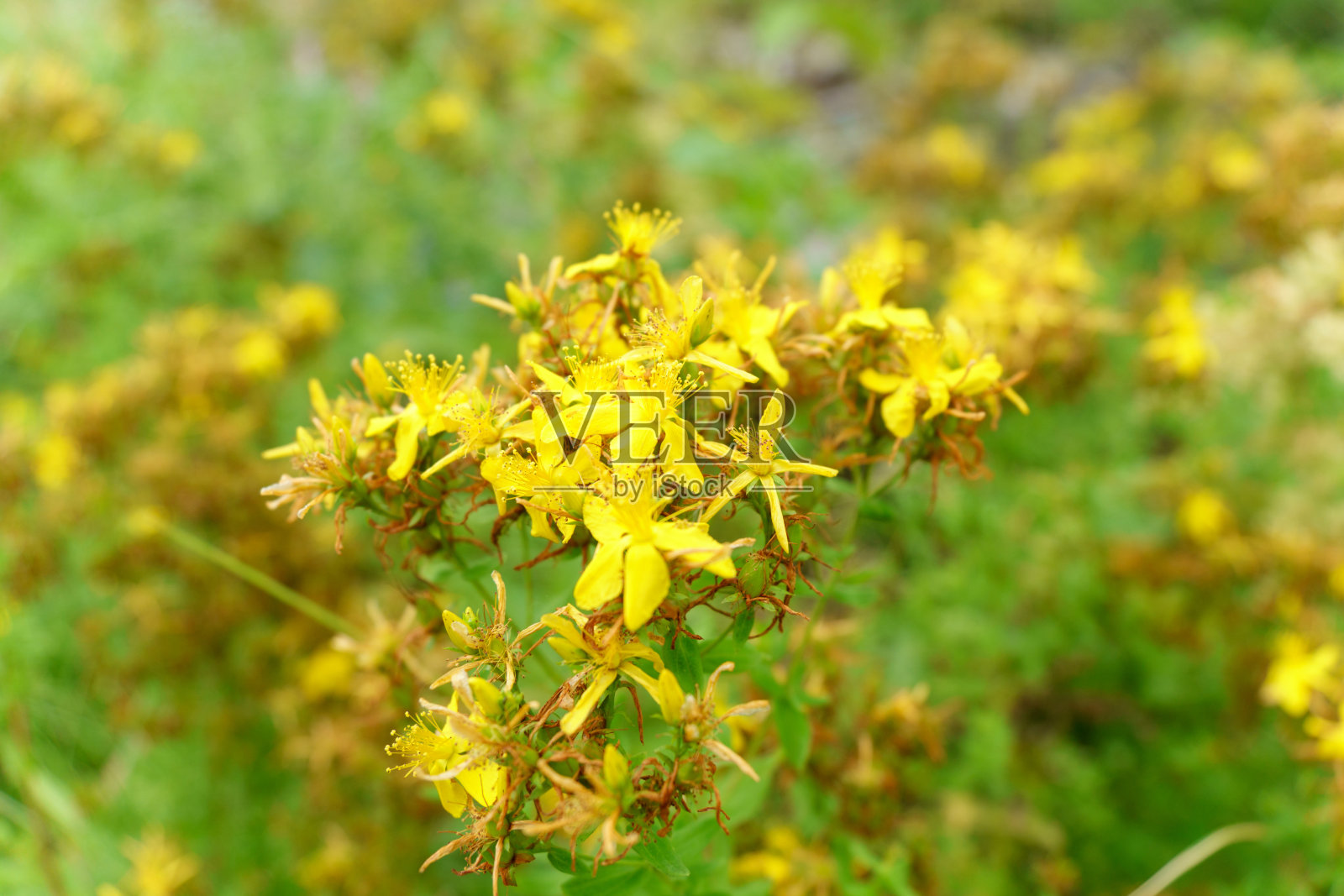 圣约翰草贯叶连翘在一个阳光明媚的早晨。有选择性的重点照片摄影图片