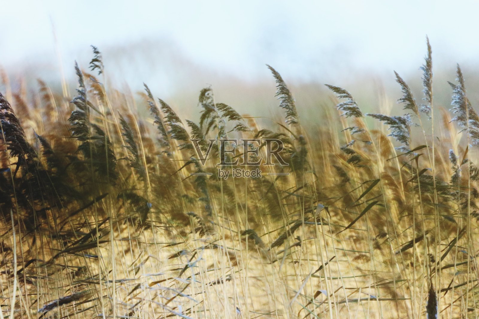高草照片摄影图片