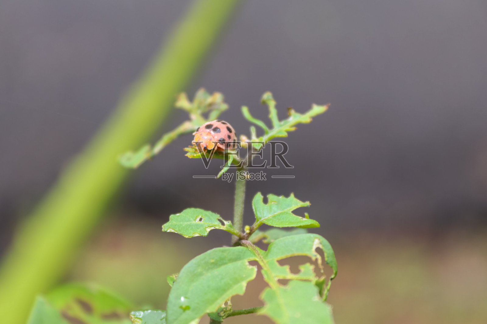 瓢虫继续休假照片摄影图片