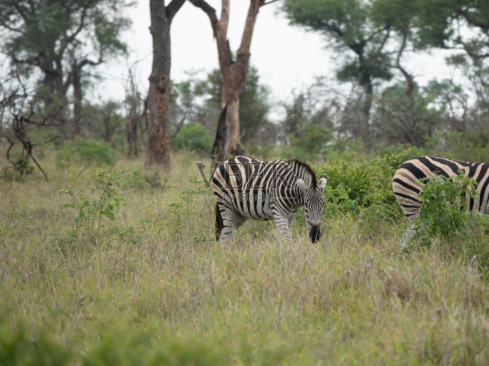野生斑马放牧照片摄影图片