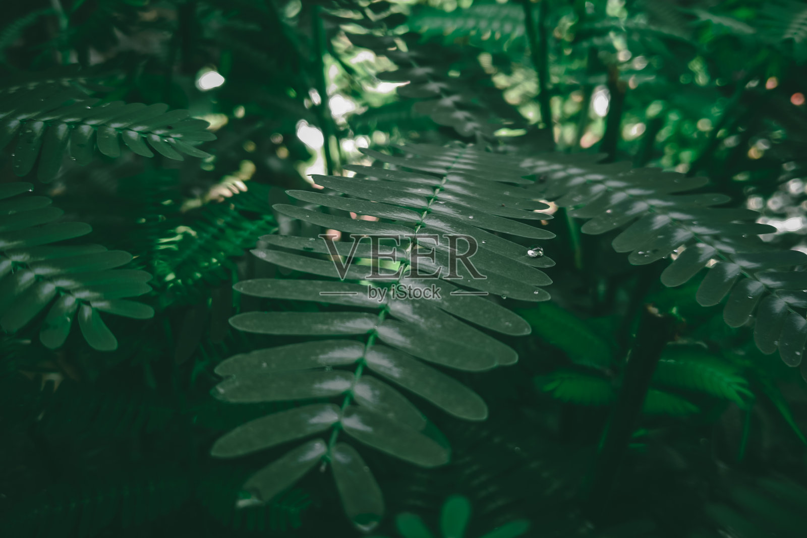 绿叶金合欢，攀缘荆树照片摄影图片