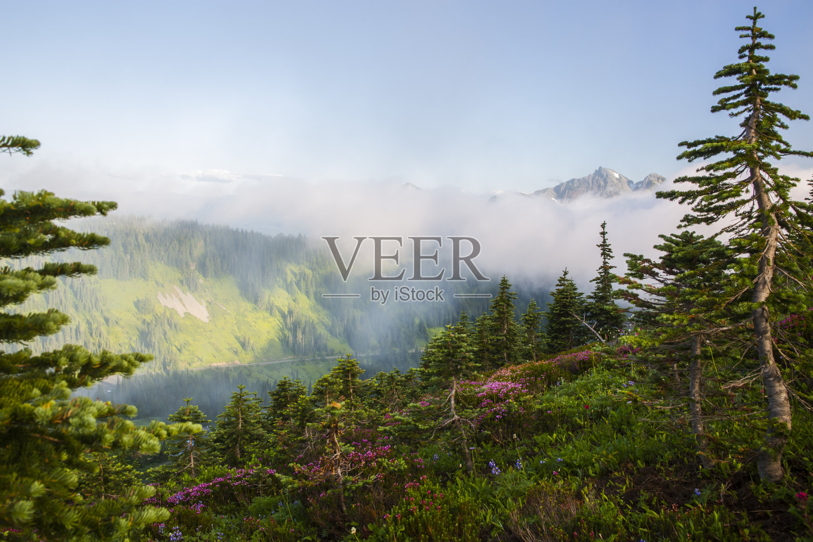 夏天雷尼尔山的美丽风景照片摄影图片