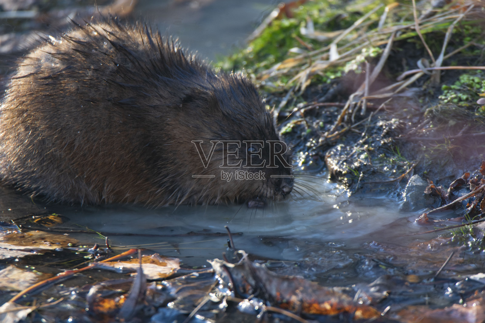 可爱的麝鼠照片摄影图片