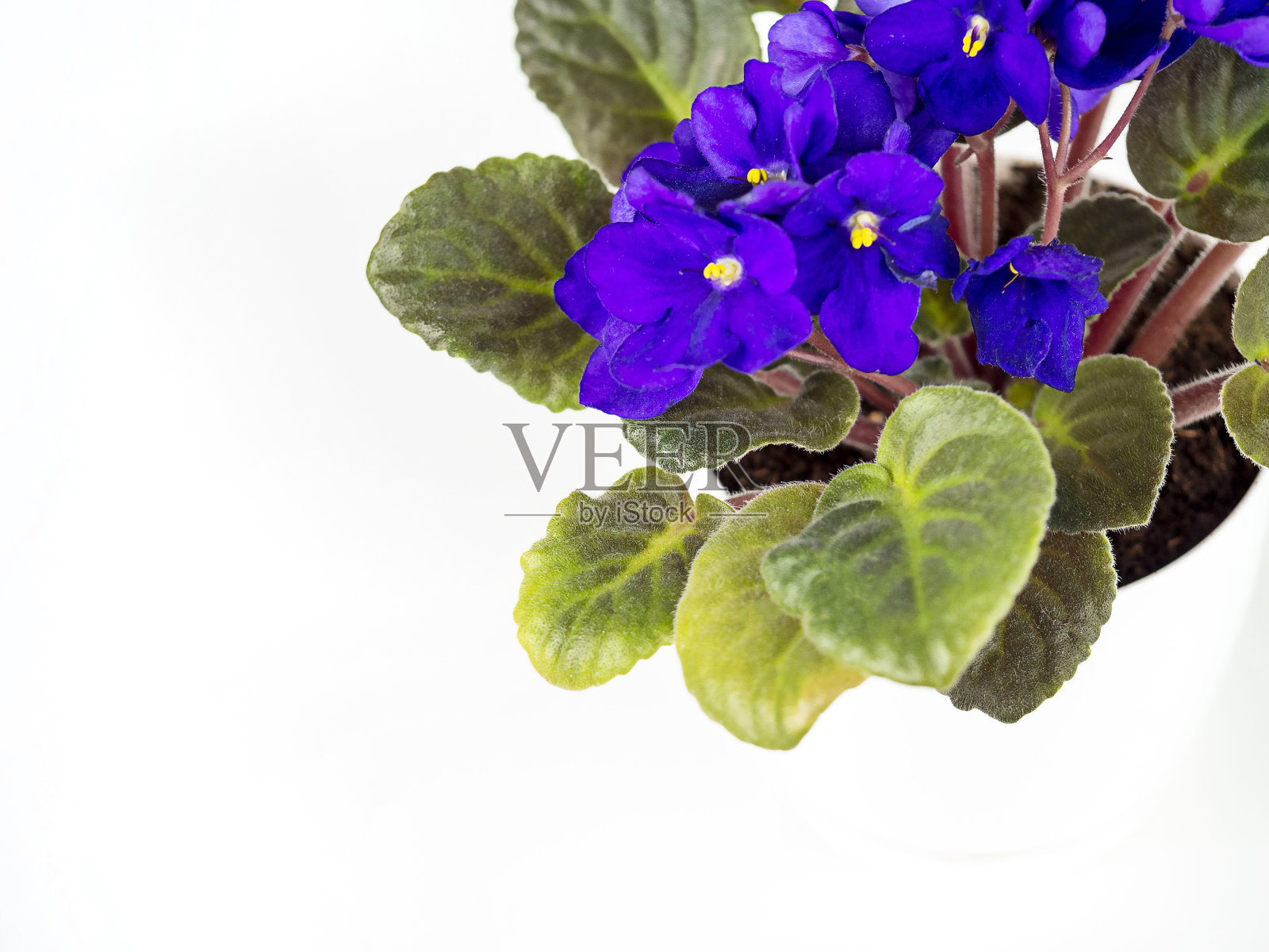 在白色背景的花盆里放紫罗兰花。照片摄影图片