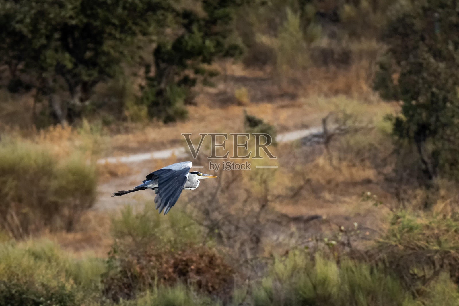 灰鹭照片摄影图片