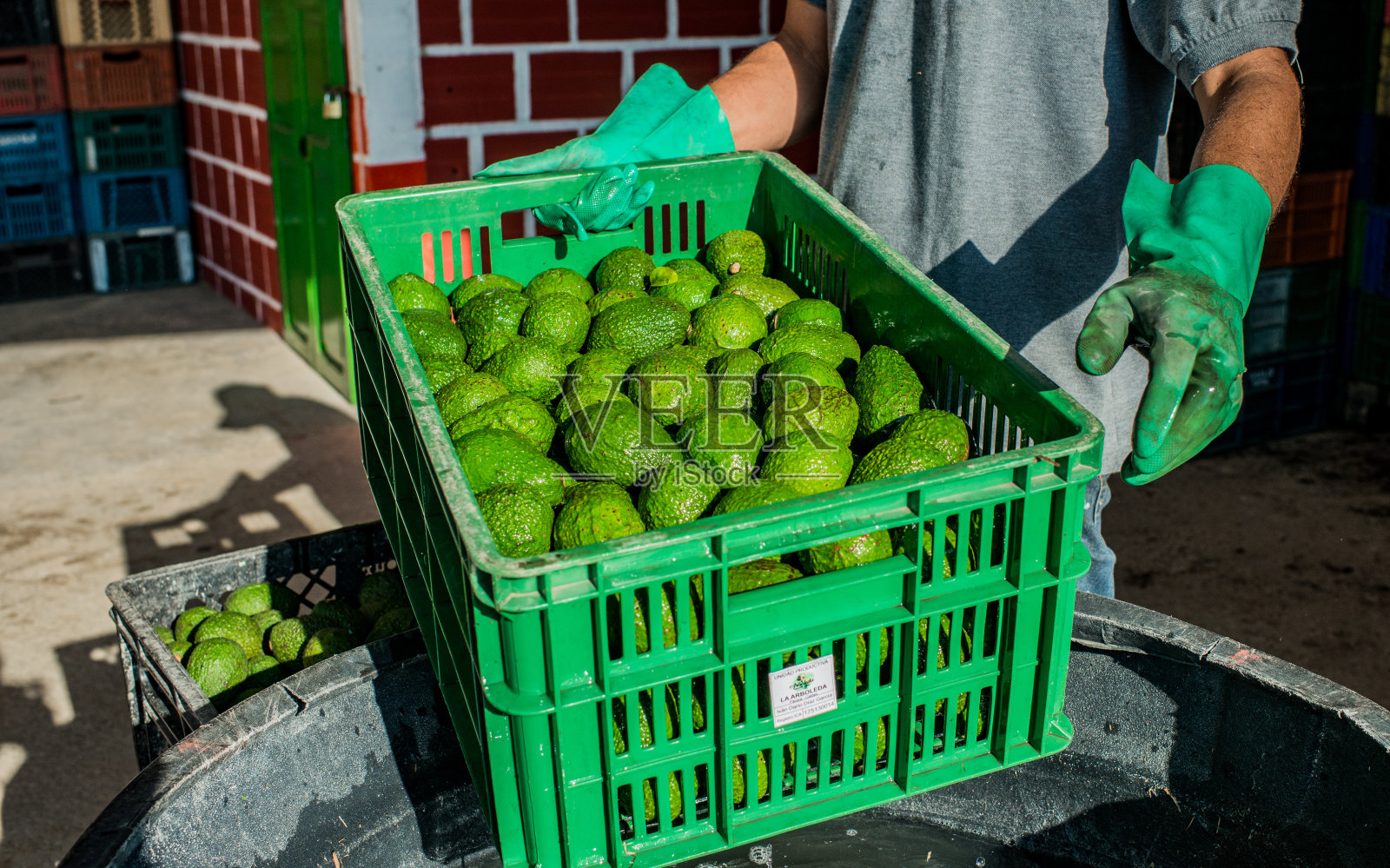 在收获牛油果的过程中，由农民挑选出售照片摄影图片