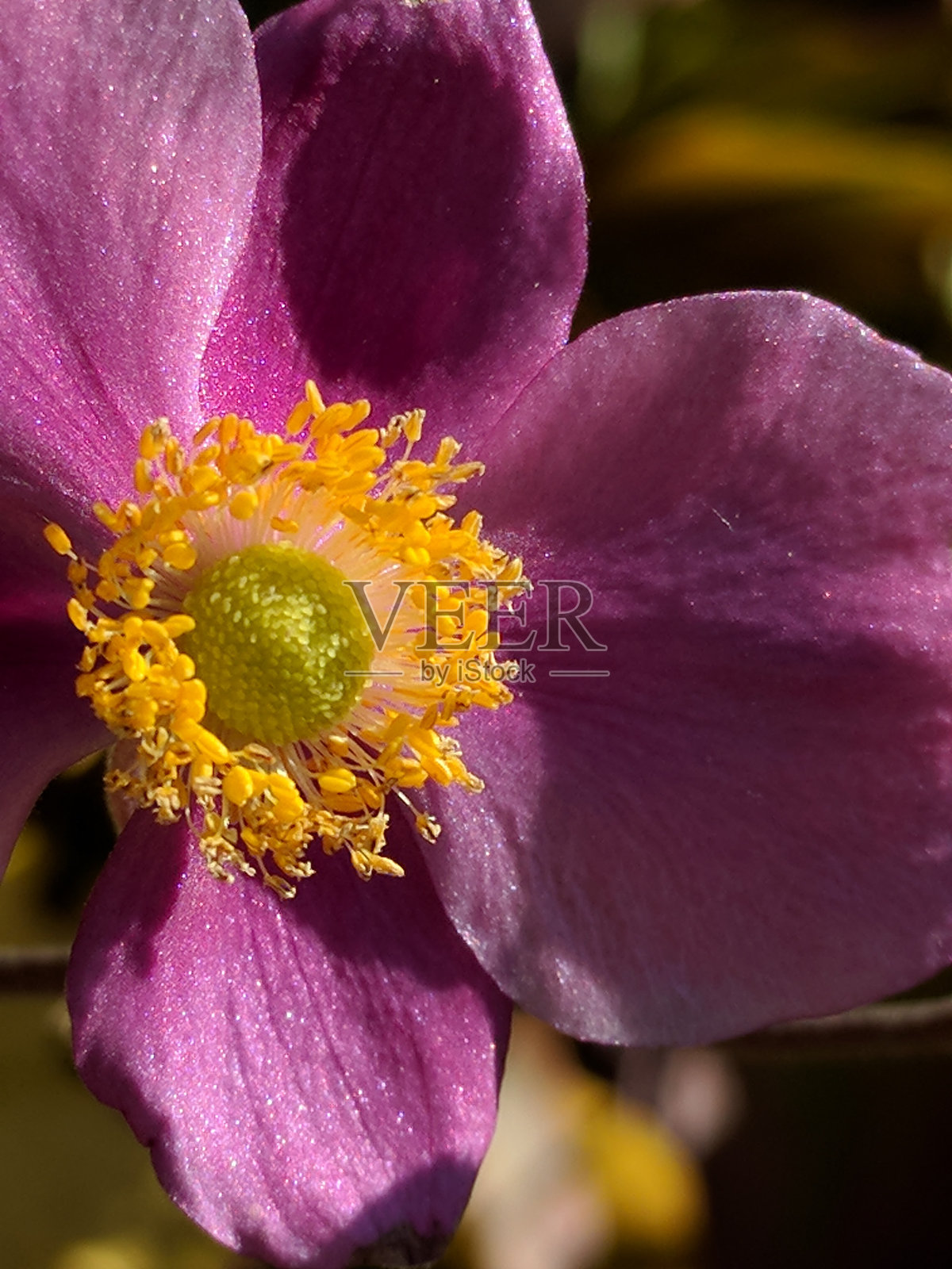 粉红色的花照片摄影图片