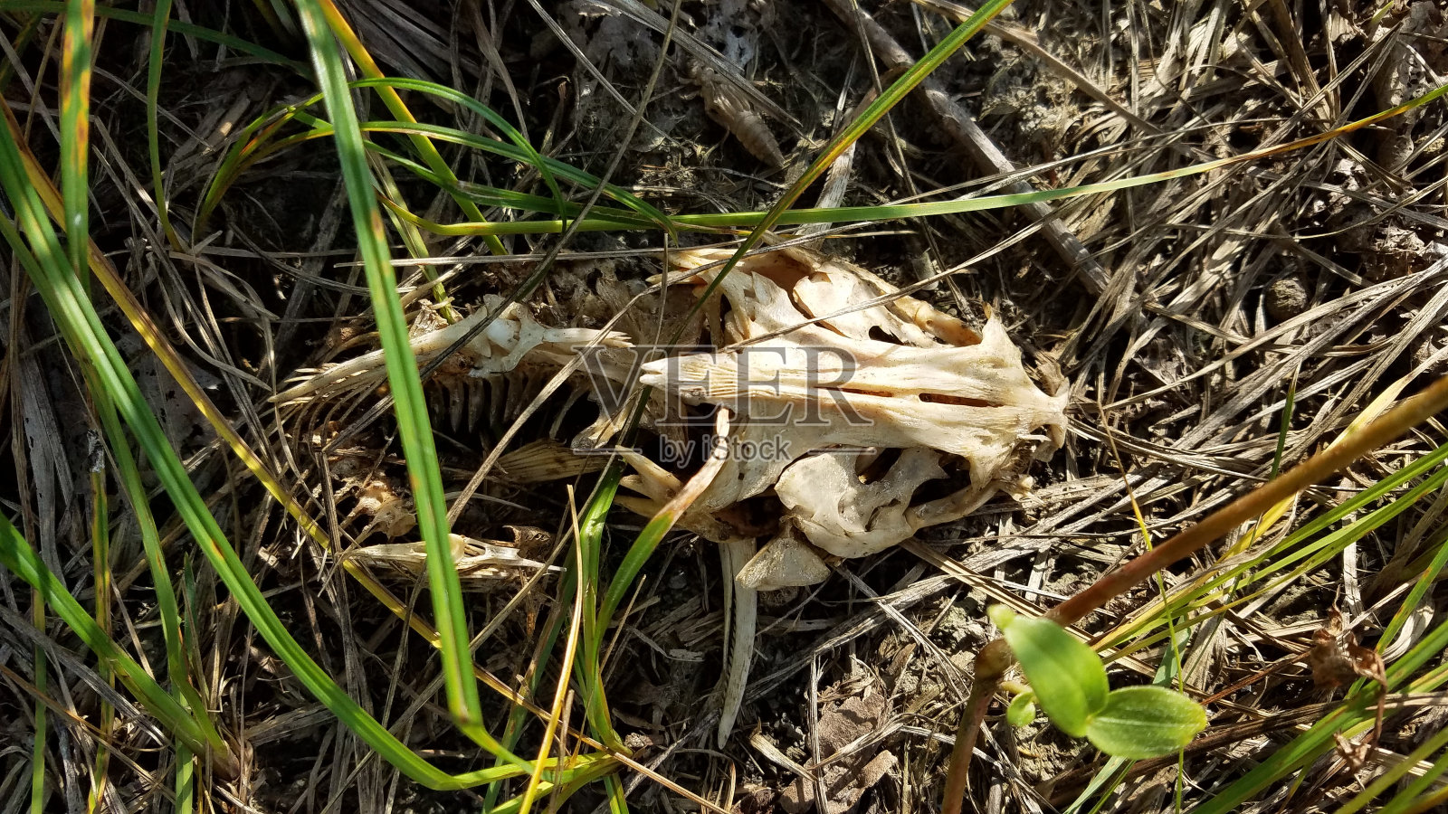 骨骼残骸照片摄影图片