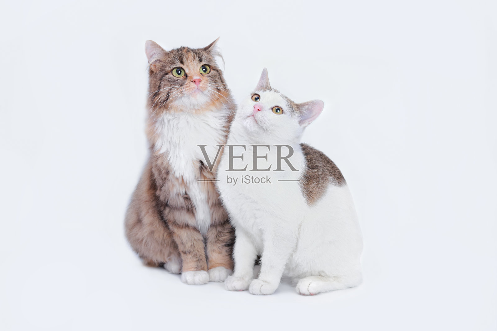 长着大眼睛的毛茸茸的大猫坐在白色背景上的一只白色的小猫旁边。两只猫的肖像。动物的友谊。动物主题。特写不同的两只猫。照片摄影图片