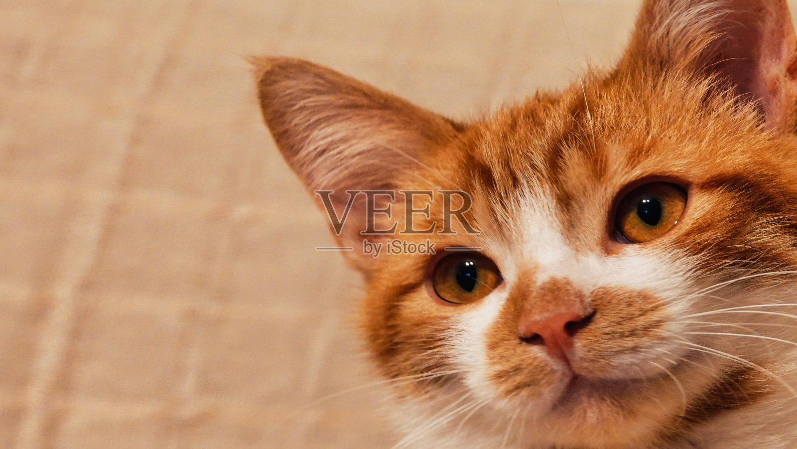 可爱无辜的橙色斑猫聚精会神地看着空旷的空间照片摄影图片