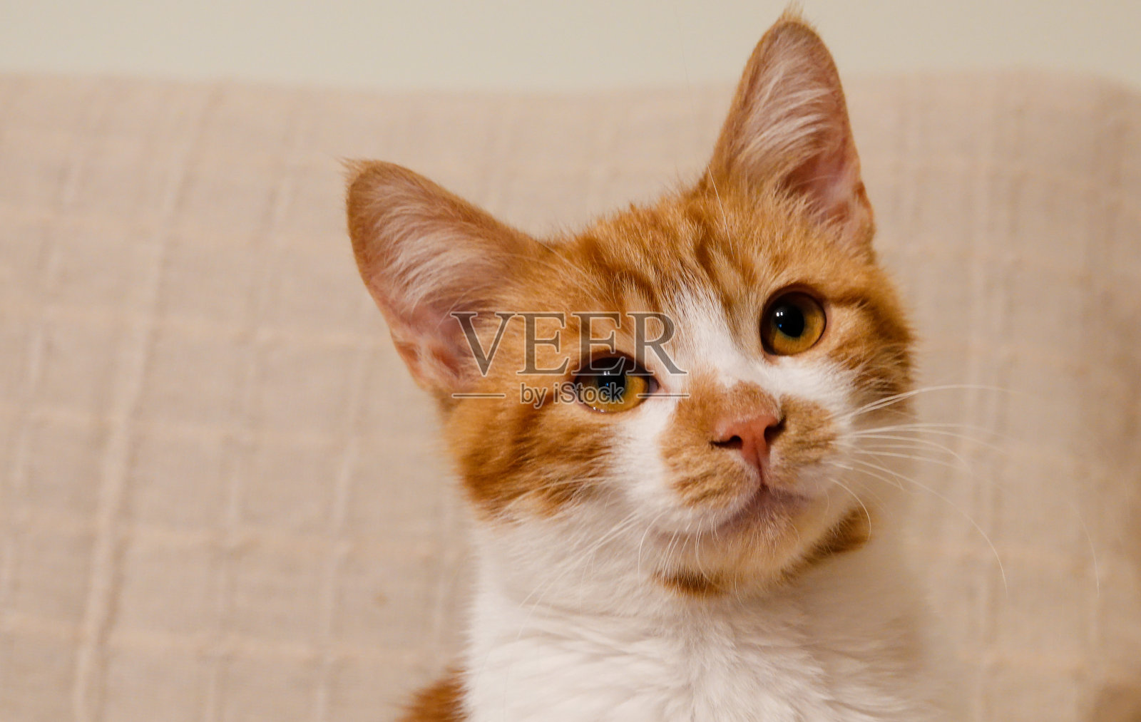 可爱无辜的橙色斑猫聚精会神地看着空旷的空间照片摄影图片