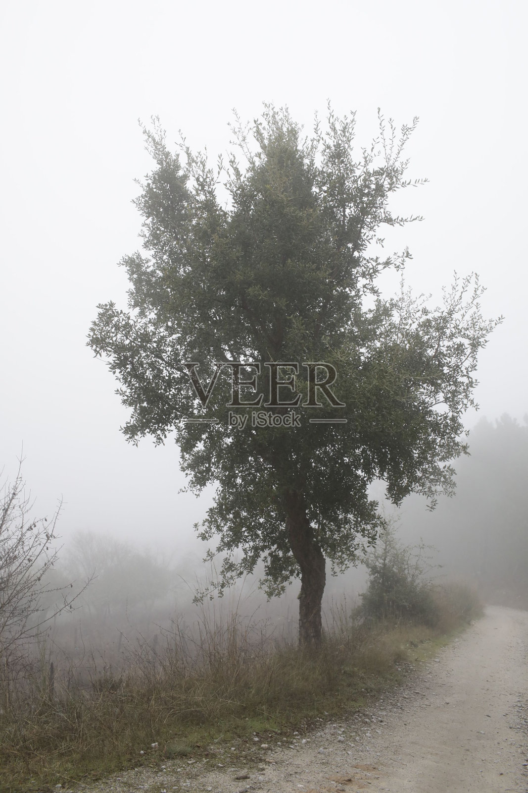 雾天路边一棵树的美丽景色照片摄影图片