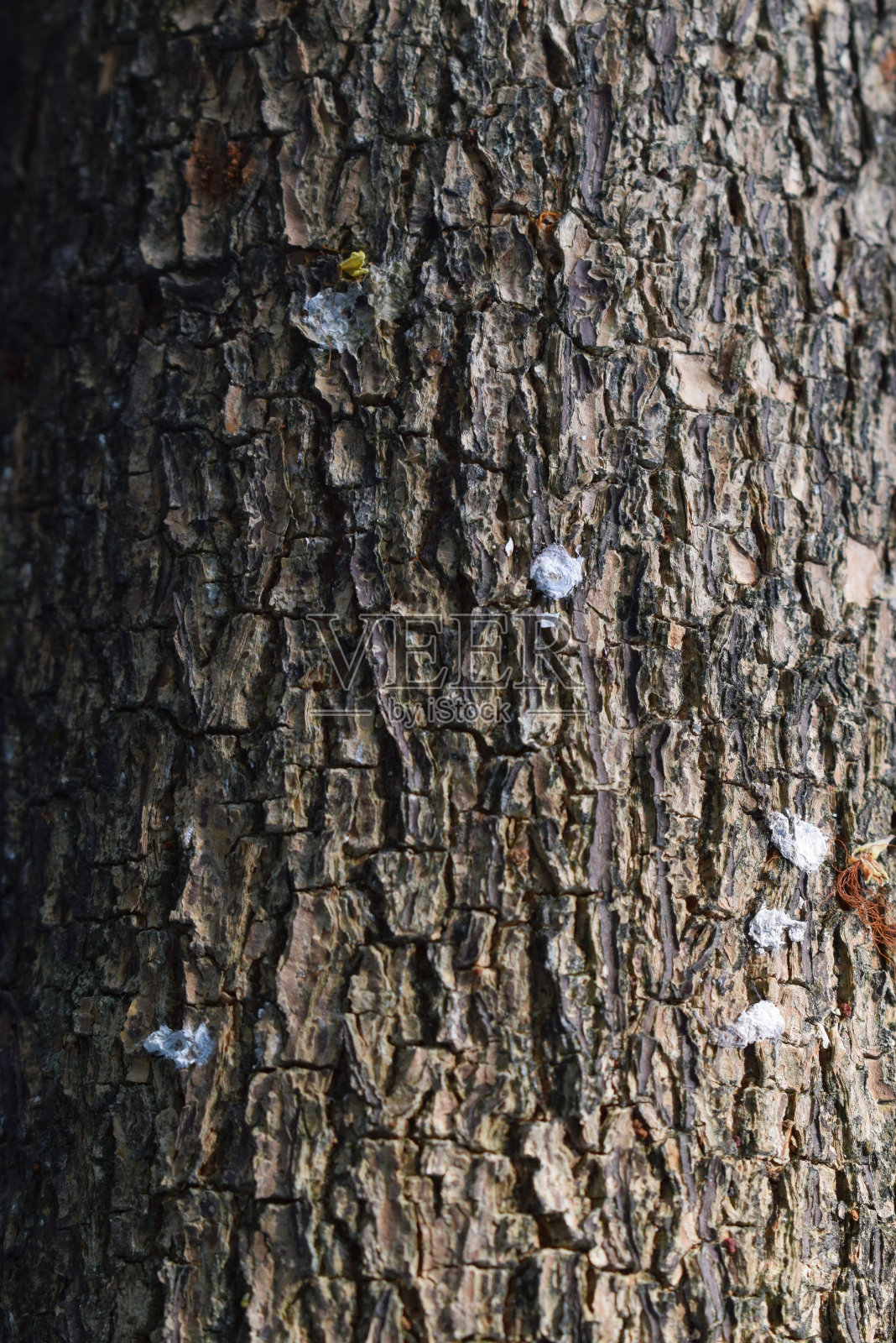 棕色树皮上有绿色苔藓的浮雕纹理照片摄影图片
