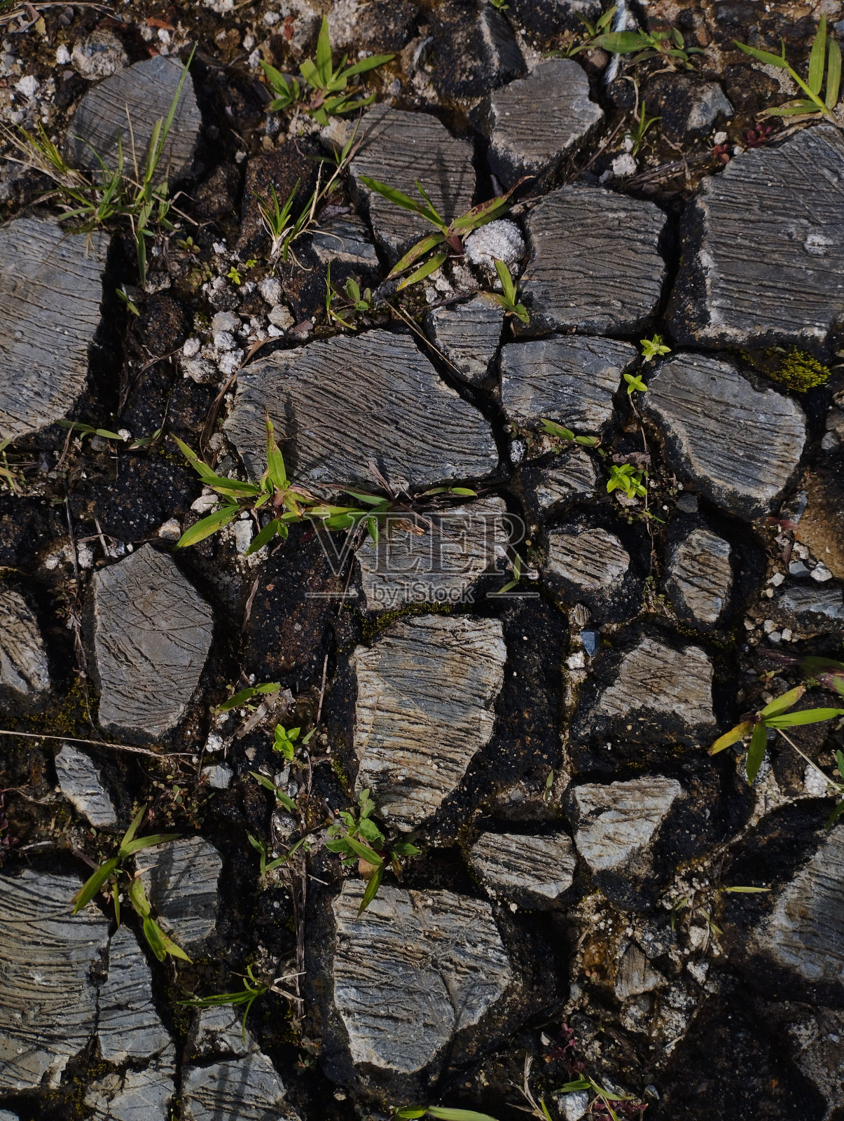 地板被震得粉碎，长满了草照片摄影图片