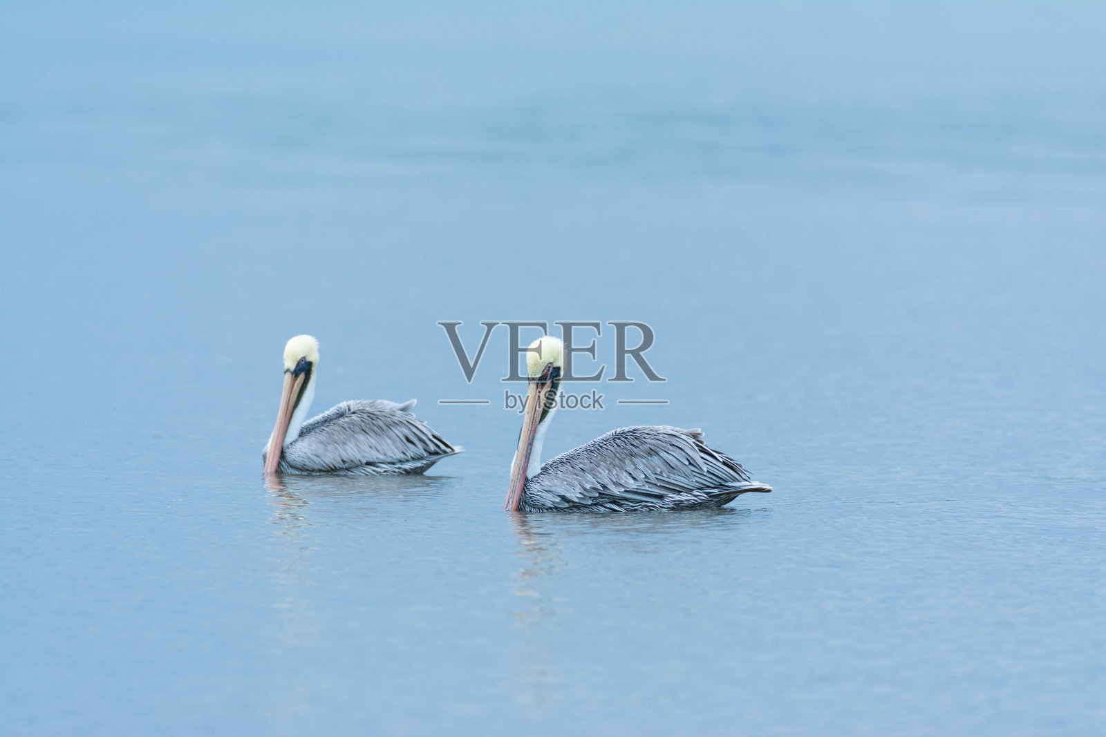 几个鹈鹕照片摄影图片