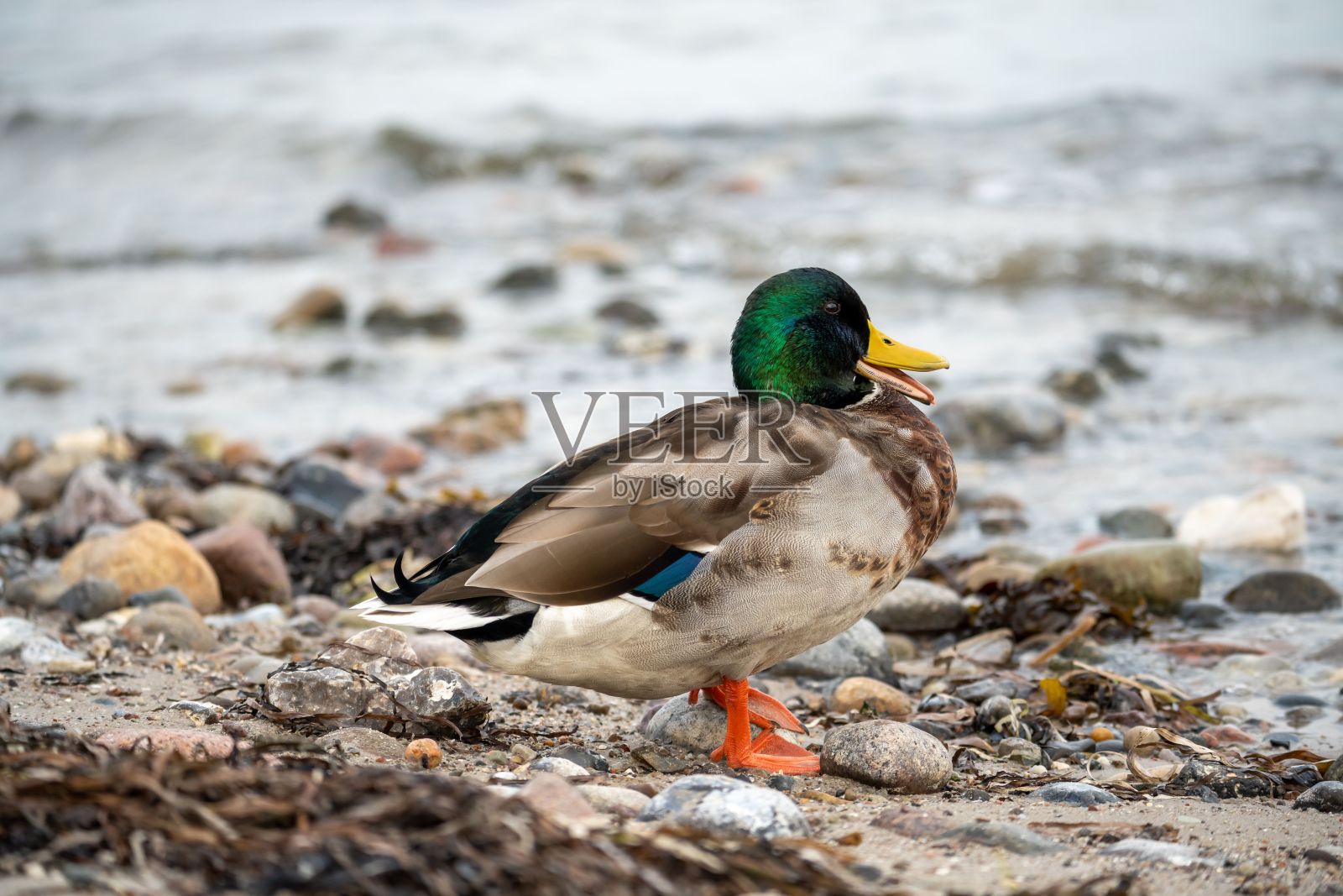 一只可爱的鸭子在岸边的石头特写照片摄影图片