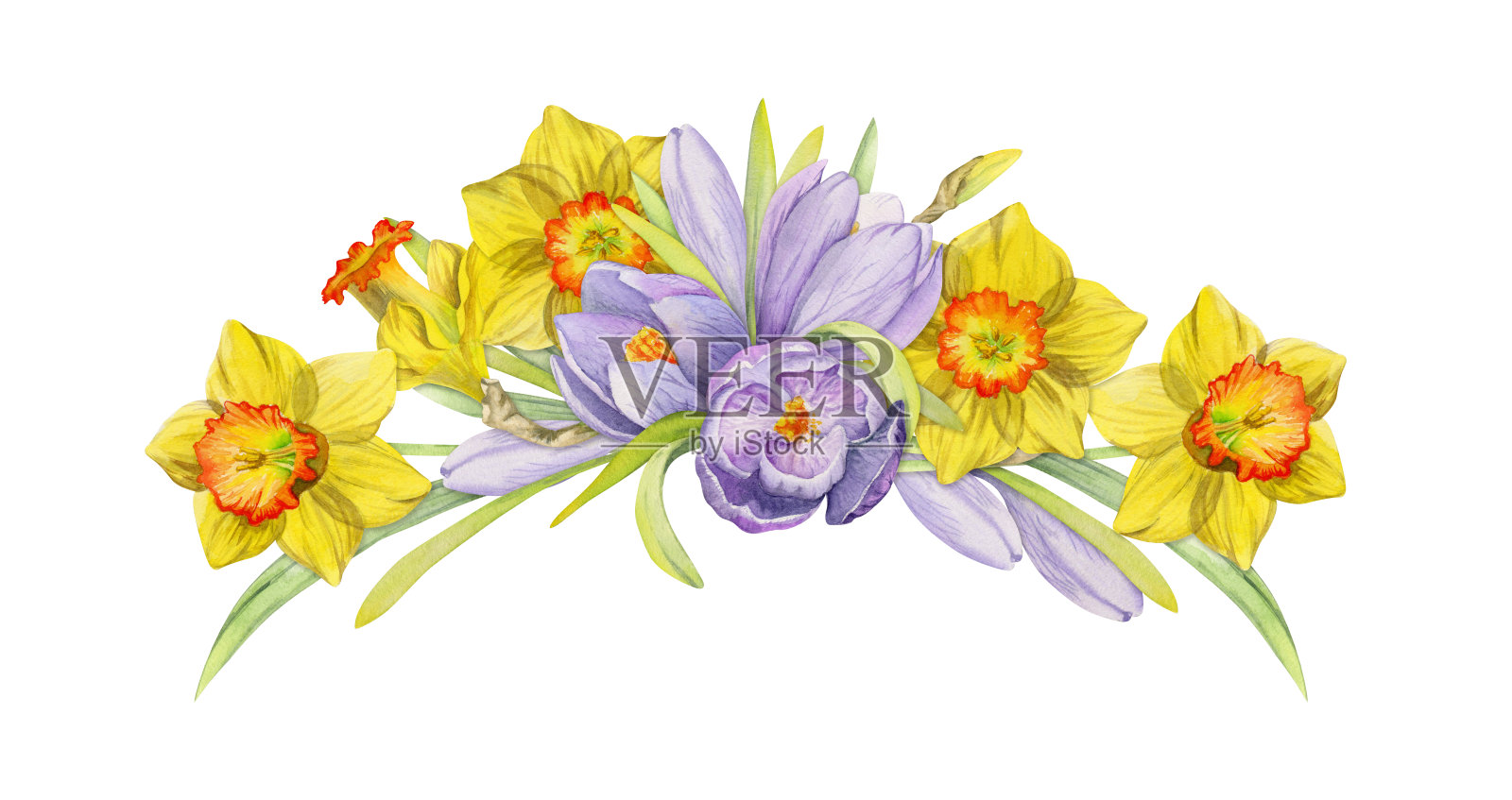 水彩手绘构图与春天的花，番红花，雪花莲，水仙花，蝴蝶结，礼品标签。孤立在白色背景上。用于请柬，婚礼，贺卡，壁纸，印花，纺织品。插画图片素材