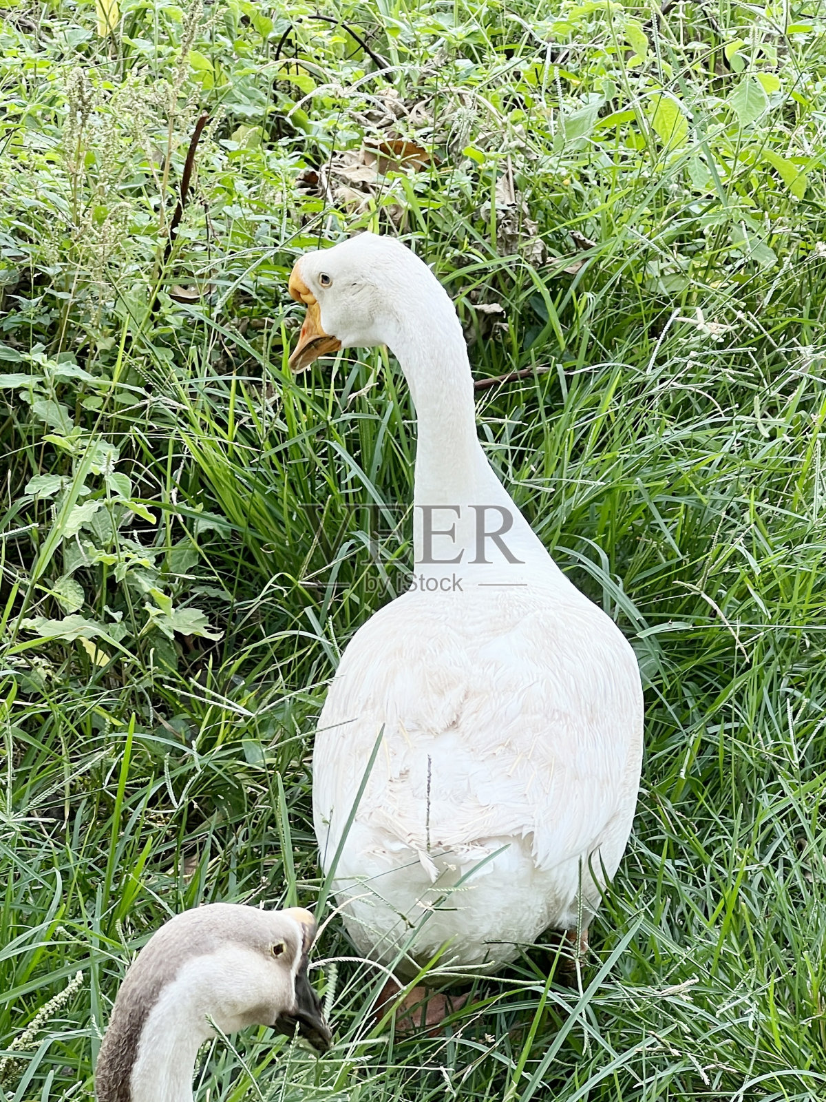 自然花园中的鹅照片摄影图片