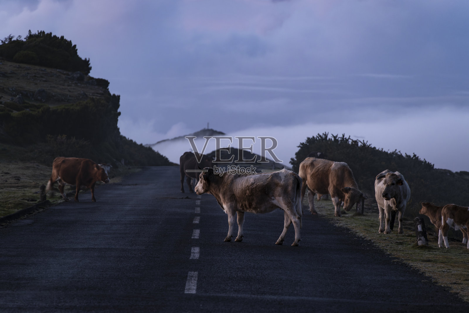 牛穿过山路，马德拉岛照片摄影图片