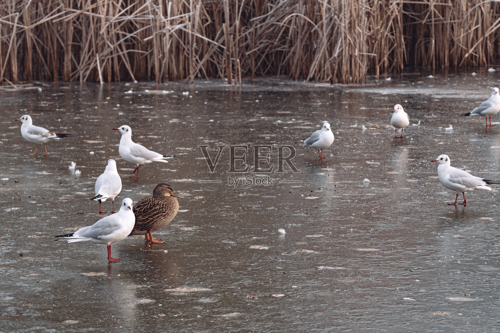 鸭子和海鸥在冰冻的池塘上行走照片摄影图片