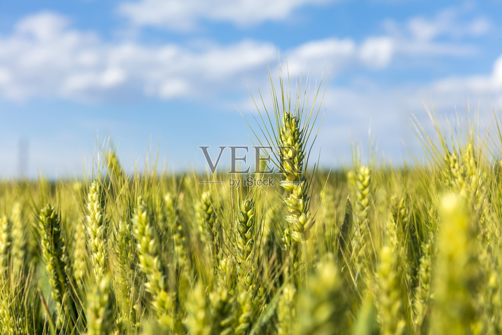 麦田在蓝天白云下照片摄影图片