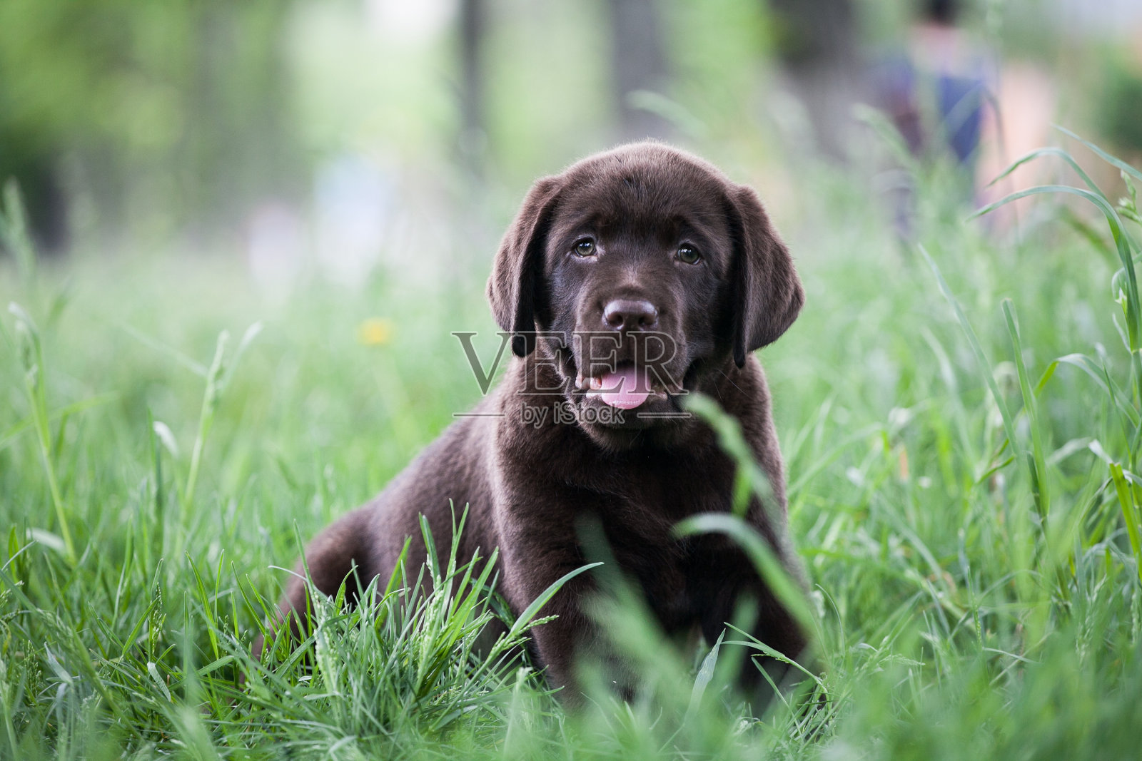 拉布拉多猎犬在公园里玩耍照片摄影图片