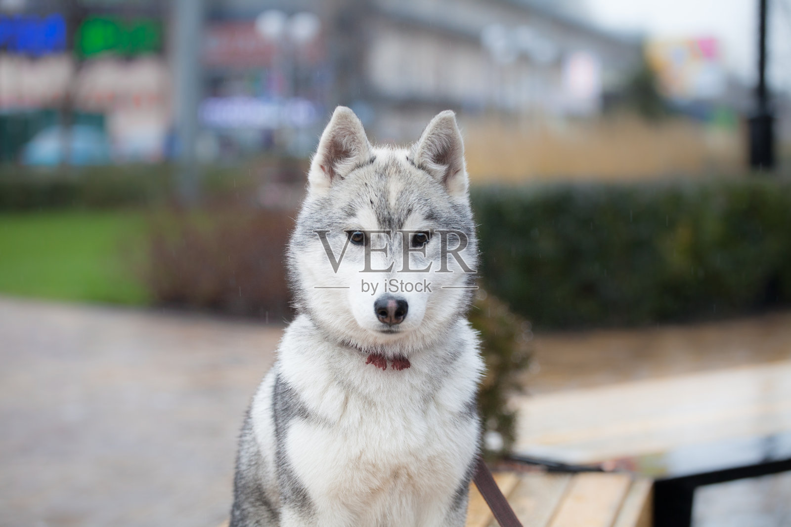 公园里的西伯利亚哈士奇小狗照片摄影图片