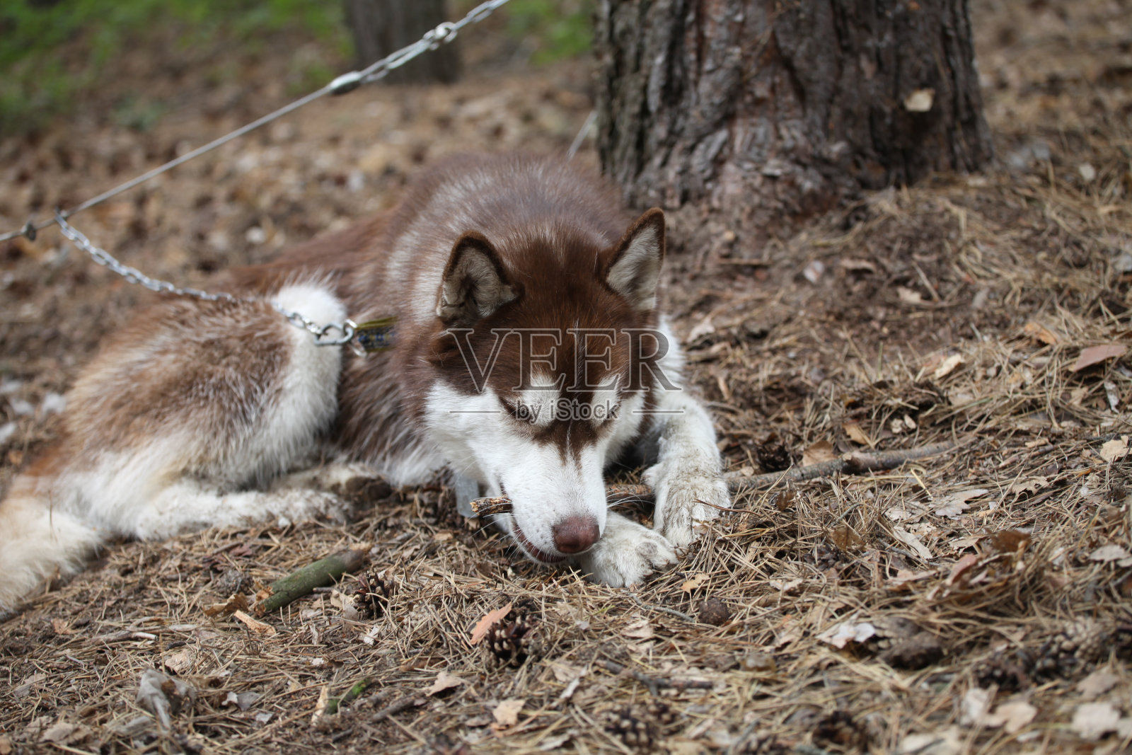 西伯利亚哈士奇狗的肖像照片摄影图片
